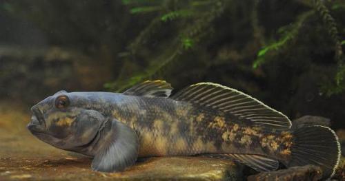 Самый большой бычок рыба в мире. Описание и особенности