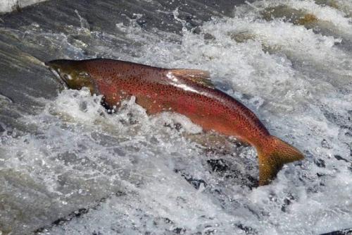 Что интересного известно про лососевых рыб. Интересные факты о лососе 02