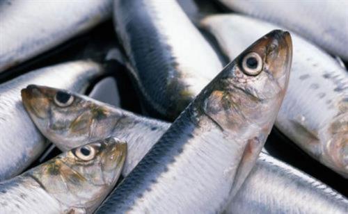 Интересные факты о сельдеобразных. Интересные факты о селедке