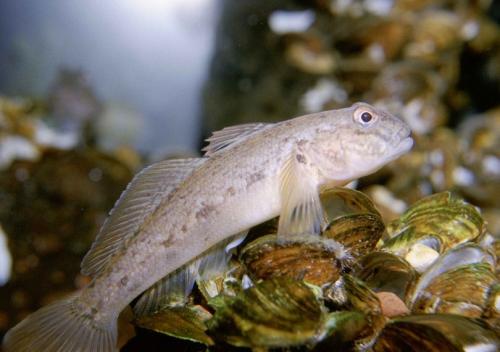 Что известно про рыбу-бычок. Почему рыбу прозвали бычком: значение привычного названия