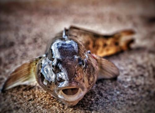 Что известно про рыбу-бычок. Почему рыбу прозвали бычком: значение привычного названия