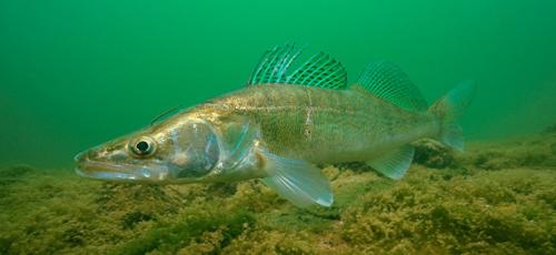 Речные рыбы список. Перечень пресноводной речной рыбы