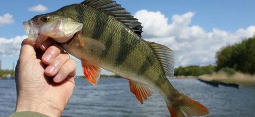 Речные рыбы список. Перечень пресноводной речной рыбы