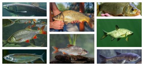Речные рыбы список. Перечень пресноводной речной рыбы