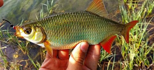 Речные рыбы список. Перечень пресноводной речной рыбы