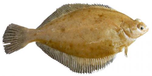 Название рыб морских. Виды морских рыб