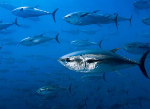 Морские рыбы. Морская рыба: описание