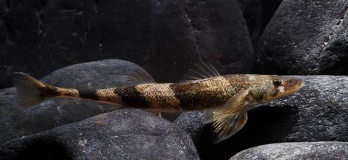 Речные рыбы список. Перечень пресноводной речной рыбы