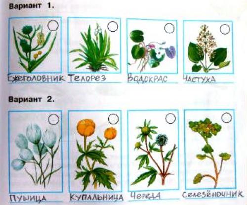 Знаешь ли ты растения пресных водоемов рассмотри изображения растений подпиши их названия 4