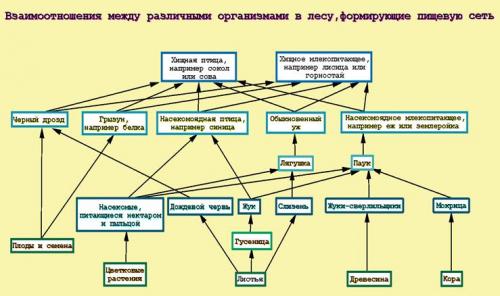 Экосистема