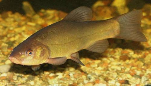 Всеядные рыбы примеры. Список всеядных рыб
