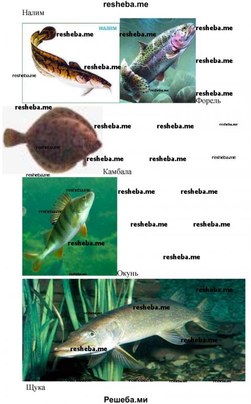 Чем питаются рыбы наших рек. Типы питания 11