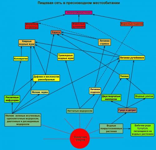 Жизнь в пресных водах цепь питания. Пищевые связи пресного водоема