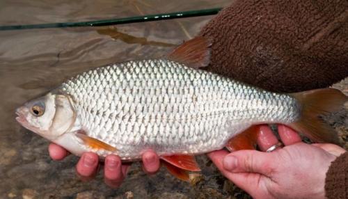 Всеядные рыбы примеры. Список всеядных рыб