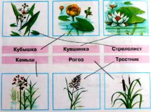 Жизнь в пресных водах гдз. ОТВЕТЫ К ЗАДАНИЯМ