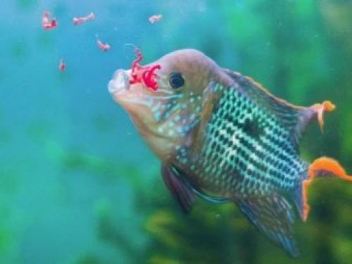 Чем питаются рыбы наших рек. Типы питания 09