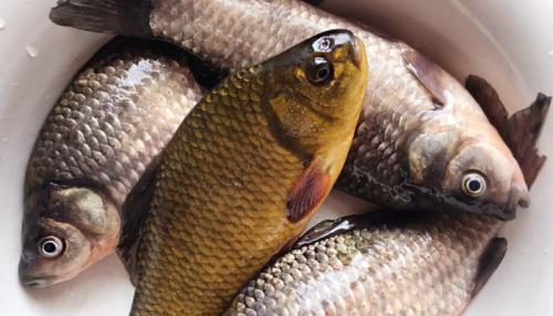 Всеядные рыбы примеры. Список всеядных рыб