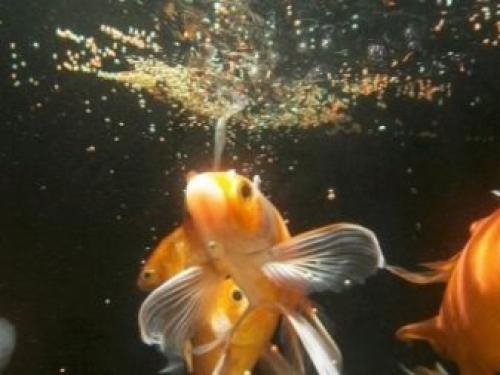 Чем питаются рыбы наших рек. Типы питания 10