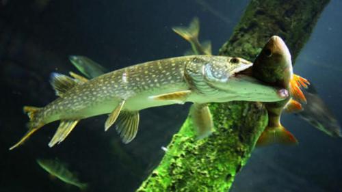 Интересные факты о речных рыбах. Интересные факты о пресноводных рыбах