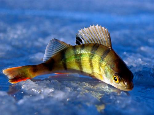 Интересные факты о речных рыбах. Интересные факты о пресноводных рыбах 03