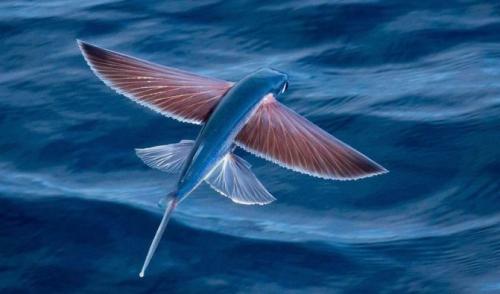 Интересные факты о речных рыбах для детей. Методы передвижения