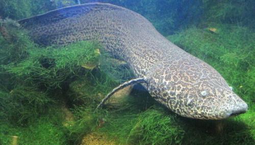 Рыба зарывается в ил. Описание образа жизни