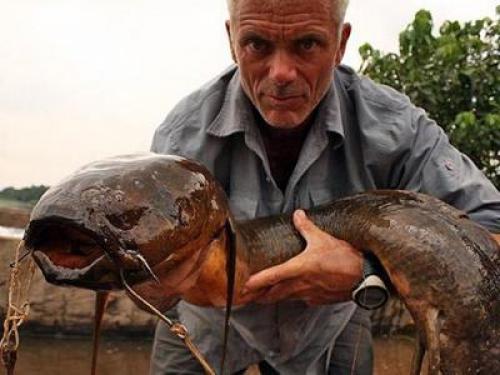 Земляная рыба протоптер живет в грязи. Протоптер: рыба, спящая в земле