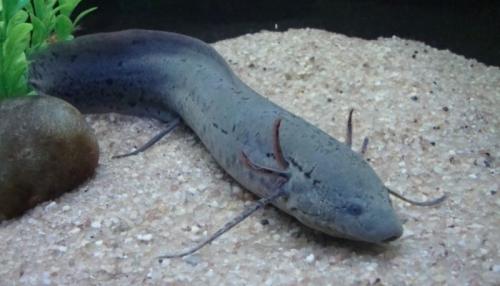 Рыба зарывается в ил. Описание образа жизни