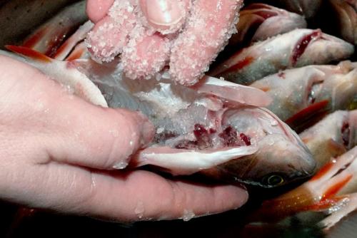 Протоптер приготовление. Как сушить рыбу — простая технология засола и вяления