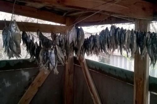 Протоптер приготовление. Как сушить рыбу — простая технология засола и вяления