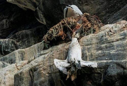 Какой вред могут наносить пластиковые отходы окружающей среде и здоровью человека. Тройной кризис