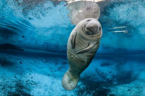 Интересные факты о морских обитателях. 12 самых невероятных фактов о морских животных, которые заставят вас удивляться!)