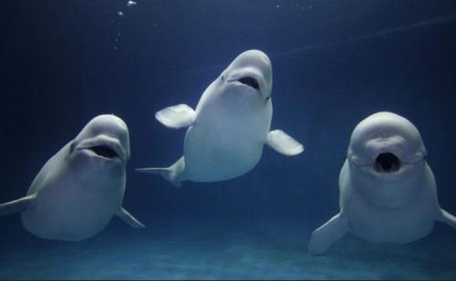 Интересные факты о морских обитателях. 12 самых невероятных фактов о морских животных, которые заставят вас удивляться!)