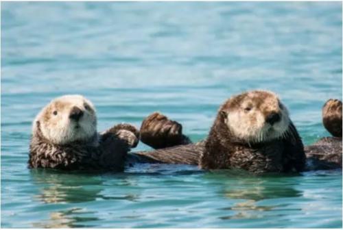 Интересные факты о морских обитателях. 12 самых невероятных фактов о морских животных, которые заставят вас удивляться!)