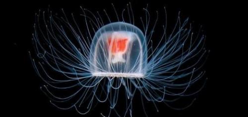 Средняя скорость интернета в японии. Cамый быстрый интернет в мире (мобильный и на компьютере)?