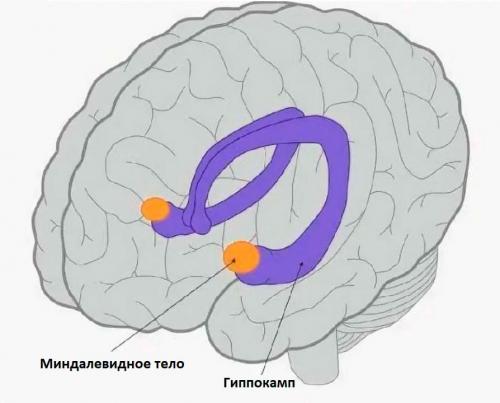 Почему алкоголь 'стирает' память: что происходит в мозге 02