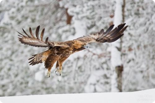 Какие птицы могут летать на высоте более 9000 метров. Самые высоко летающие птицы