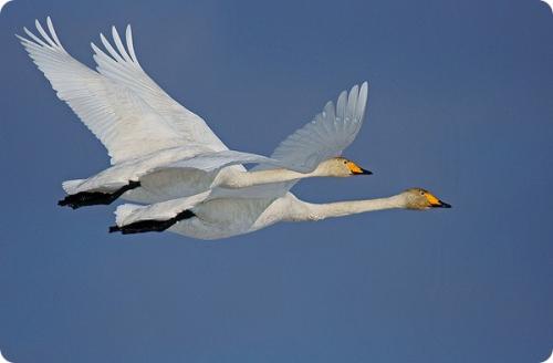 Какие птицы могут летать на высоте более 9000 метров. Самые высоко летающие птицы