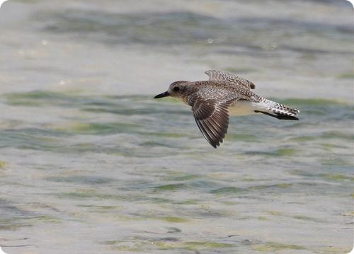 Какие птицы могут летать на высоте более 9000 метров. Самые высоко летающие птицы