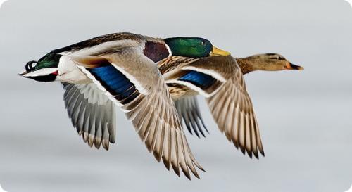 Какие птицы могут летать на высоте более 9000 метров. Самые высоко летающие птицы