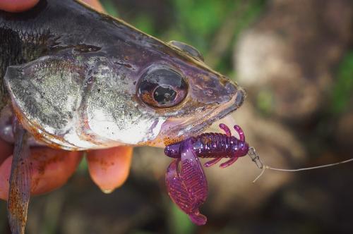 Лучшие уловы: Как выбрать правильное приманку для рыбалки 01 Лучшие уловы: Как выбрать правильное приманку для рыбалки 01